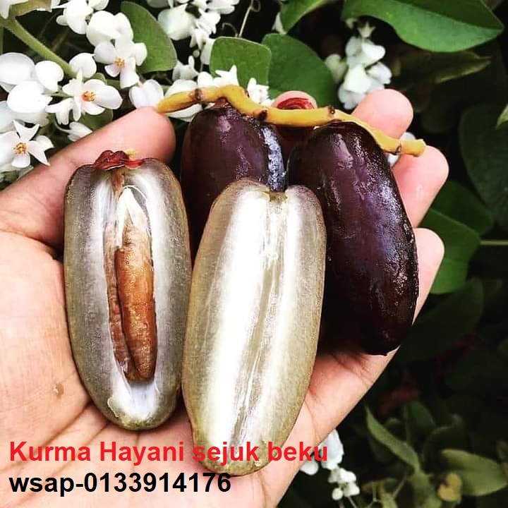 Kurma sejuk beku